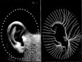 Biometra Informtica